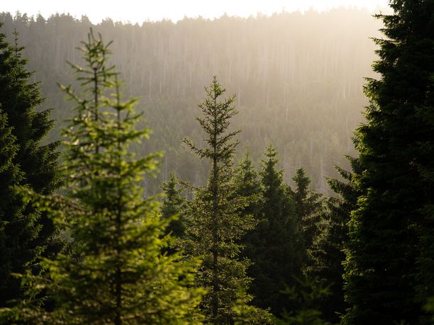 Brockenbande-Podcast Rabensteiner Stollen